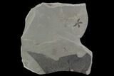 Fossil Astronium Flower & Partial Sycamore Leaf - Green River, Utah #97437-1